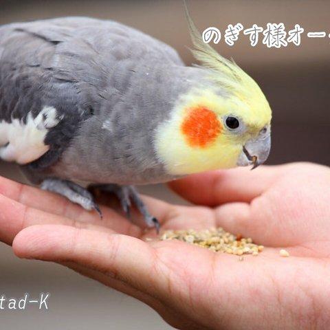 オカメインコのブローチ　グレー　※北欧o-g