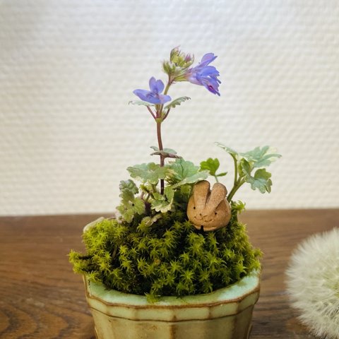 まめ苔　野うさぎの苔盆景