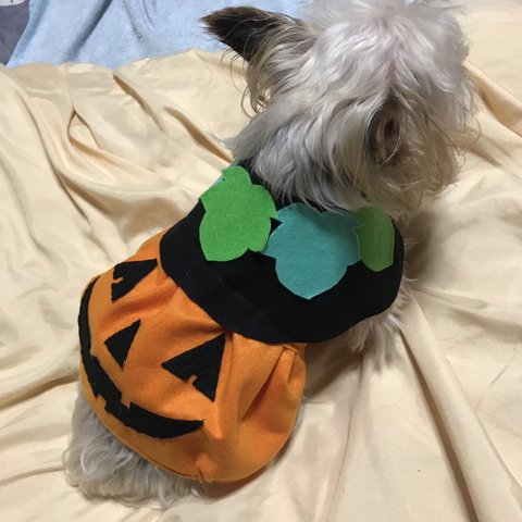 ❣️再入荷🎃着せやすい犬服🎃ハロウィンかぼちゃスカートワンピース🎃オーダーメイドで🍀