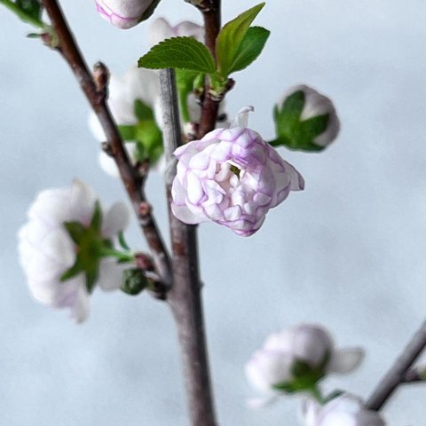 ニワザクラ♡庭桜