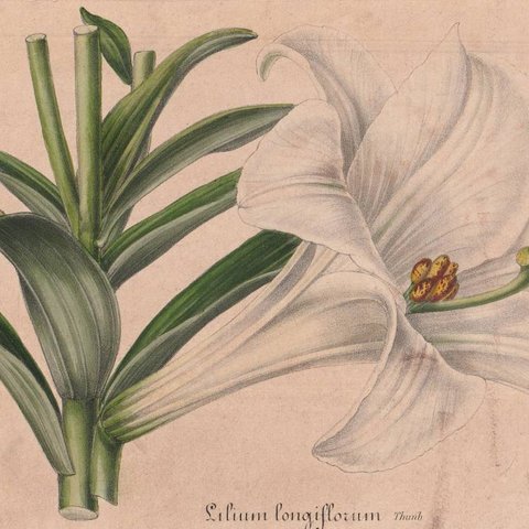 フランスアンティーク 博物画 植物画『白百合』 多色刷り石版画　ボタニカルアート