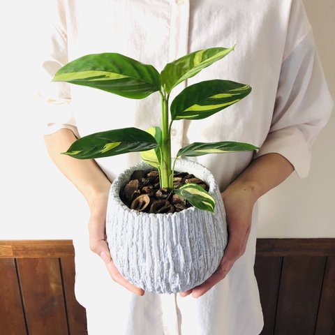 南国plants☆クテナンテ　ルベルシアーナ　5号　丸型陶器鉢　受け皿付き 観葉植物　インテリア