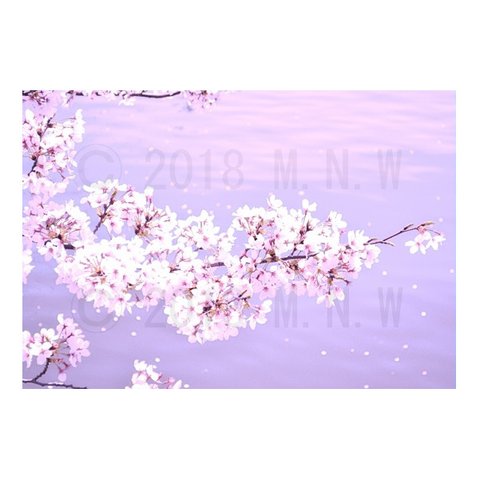 桜(さくら サクラ)のマグネットステッカー 2L判サイズ 4