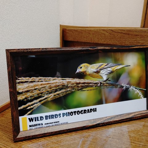 パノラマフォトフレーム野鳥写真その１