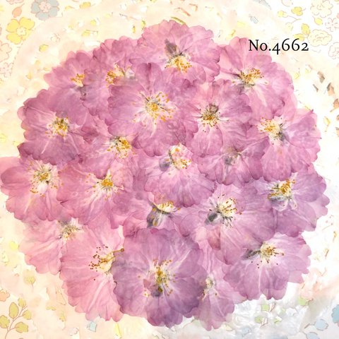 ♡new♡作家様必見♡ 人気のさくらがいっぱい♡ 押し花セット