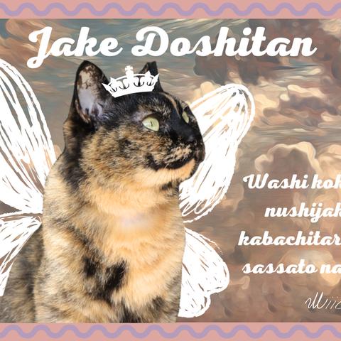 保護猫チャリティポストカード(5枚) / jake doshitan〜広島弁の天使と悪魔〜【送料無料】
