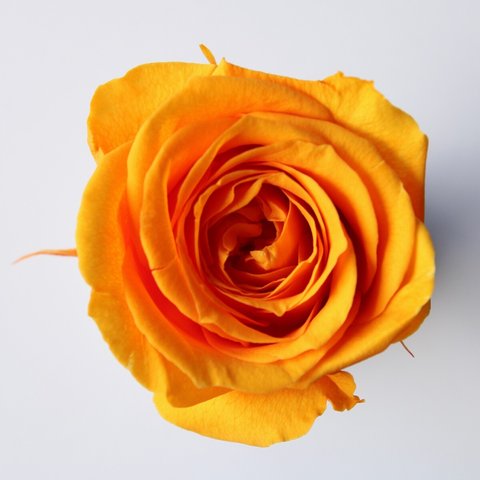 約2.5cm　フルーティ オレンジ　プリザーブドフラワー　仕入れ時から細かいキズ、花びらやガクなどに切れ、折れなどがある物もございます。天然素材の特徴とどうぞご理解ください