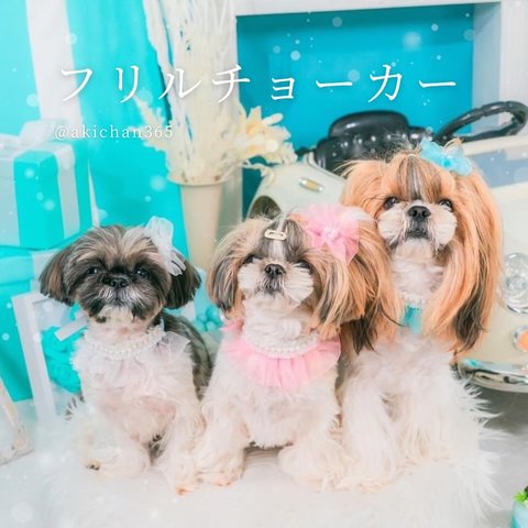 パールとフリルのヘアバンド&チョーカー（100日、ハーフバースデー、誕生日、ひな祭り、犬、猫、ベビークラウン）