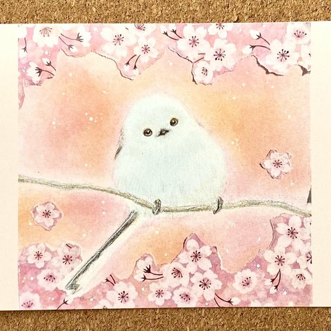 ポストカード「桜とシマエナガさん」