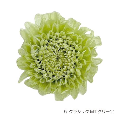 【即納】 クラシックマムカレン 9輪 グリーン プリザーブドフラワー 菊 マム キク 花材 花 プリザーブド花材 ハンドメイド パーツ アクセサリー 資材 緑