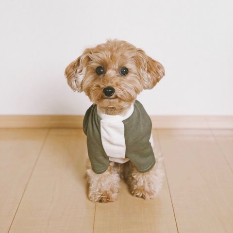 【ラグラン Tシャツ】カーキ 犬服　ハンドメイド / ドッグウェア