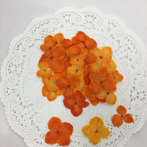 NO.172ラスト5個❣️ オレンジの小さなアナベル／押し花素材