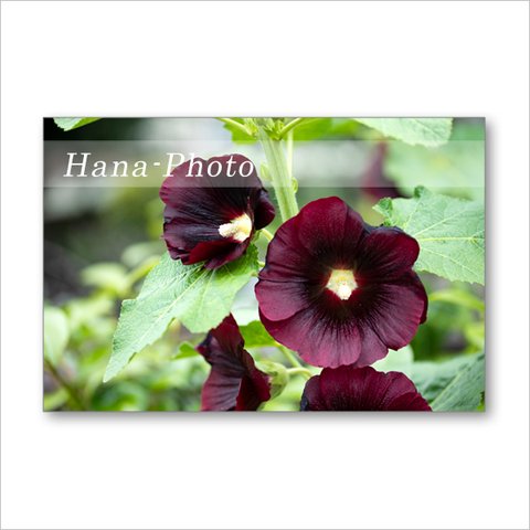 1548) 華やかな夏の花　タチアオイ   　　ポストカード5枚組