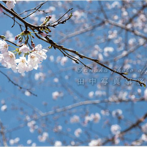 青空の下、広がる枝と桜(ソメイヨシノ)の花です。