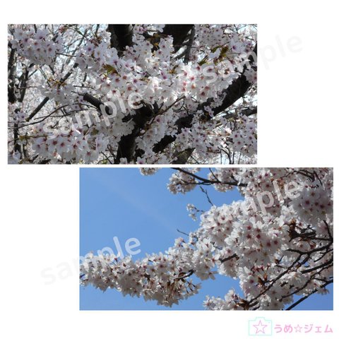 PC壁紙　桜《sakura-001、002》２枚セット（PNGファイル）