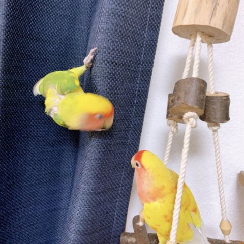 ⌘🐤ジャグルジム&体重測定用止まり木🪵 🐦⌘