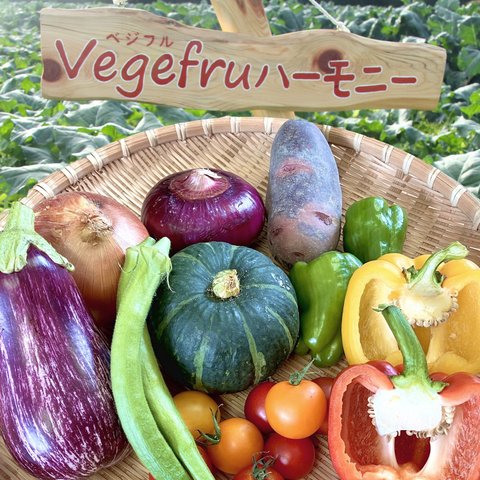 【お試しサイズ】Vegefruハーモニー野菜少量セット【北海道・東北・関東圏送料無料】