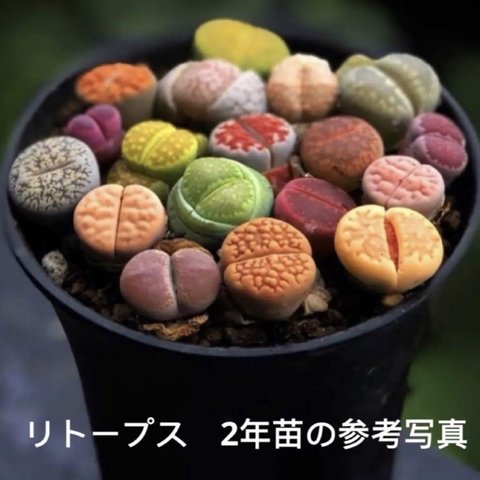 多肉植物 リトープス 色の組み合わせ 約20苗 1年の苗0.5-1.2cm