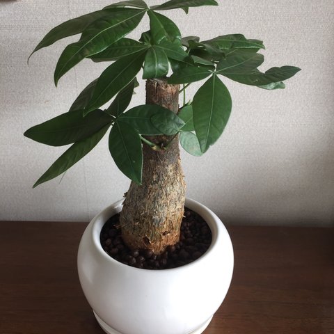 金運アップのパキラの鉢植え