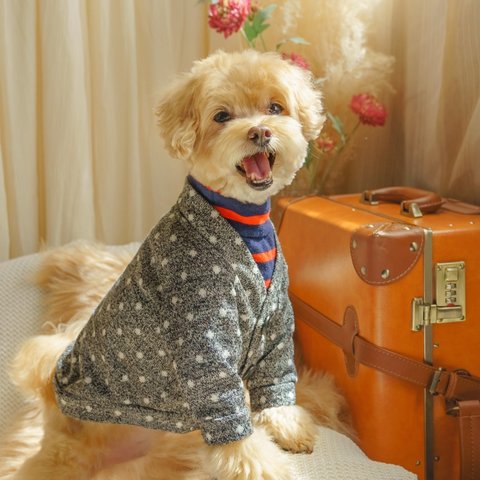 【Sサイズ】　犬服　カーディガン　前開き　ボタン　ノーカラー　ニット　ペット　秋冬　重ね着　カジュアル　グレー　黒　ドット　水玉 　プレゼント　冬服　冬用　ペットウェア　あったかい