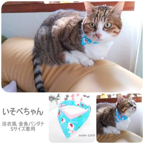 お客さまの愛猫ちゃんギャラリー