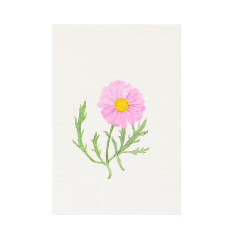 Marguerite Comet-pink