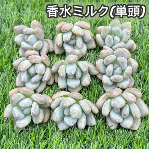 新入荷 大人気 多肉植物 エケベリア 香水ミルク(単頭) 超美苗 レア種