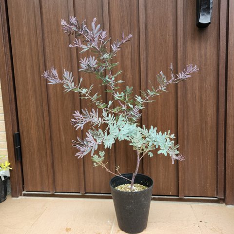 ミモザアカシア　パープレア　鉢植え　苗　シルバーリーフ　オージープランツ