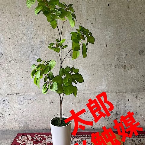 光触媒　人工観葉植物　ウォールグリーン　フェイク　フラワー　ナンキンハゼ123