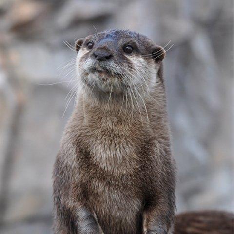 かわいい動物のポストカード・カワウソ（２）