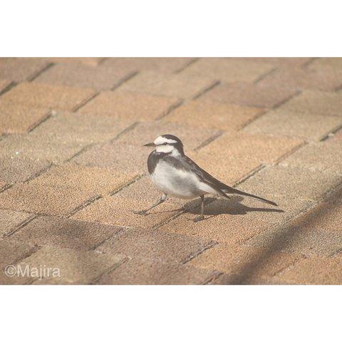 ５枚セット・ポストカード「野鳥たち」シリーズ