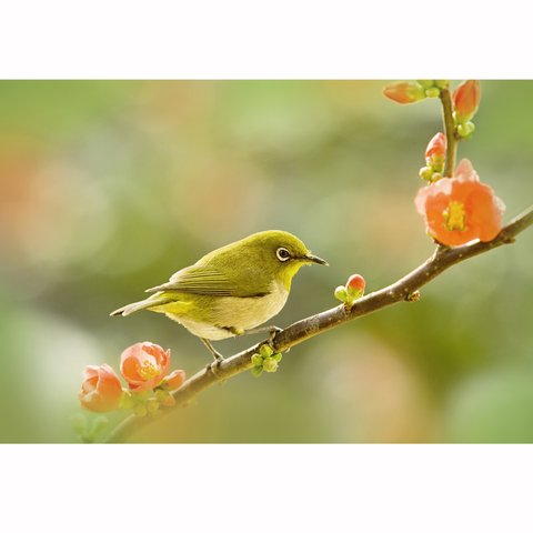 ボケの花にメジロ