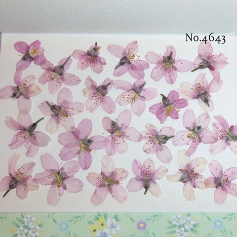 ♡new♡作家様必見♡ 人気のさくらがいっぱい♡ 押し花セット