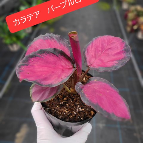 カラテア　パープルローズ　観葉植物