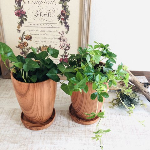 Rose Wood テラコッタ鉢　セット　シュガーバイン　ハートアイビー　受け皿付き 観葉植物　インテリア