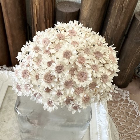 スターフラワーブロッサムホワイトくすみピンク３０輪販売❣️ハンドメイド花材カラードライフラワー