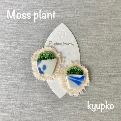 moss plant  植木鉢と苔