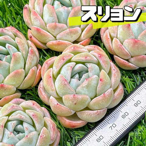 新入荷 大人気 多肉植物 エケベリア スリョン 超美苗 レア種