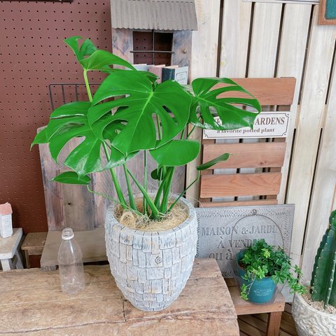 現品のみ♡陶器鉢【モンステラ】育てやすい人気の観葉植物♪ナチュラルインテリア！大きめ葉っぱのグリーン！白系陶器鉢