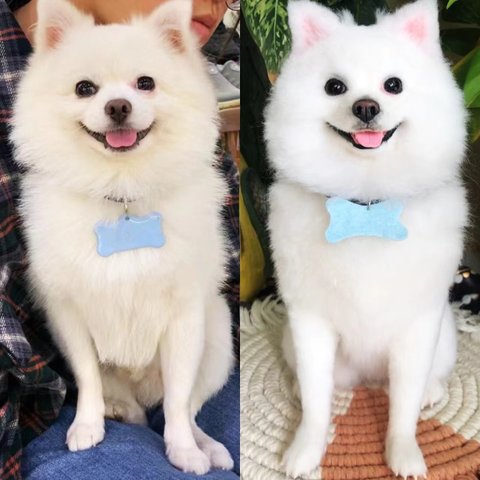 【オーダーメイドペット】羊毛フェルト、うちの子　犬ぬいぐるみ、フェルト犬、羊毛犬、肖像画、犬猫人形 プレゼントやギフトに