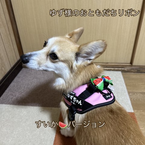 【送料込】 すいか　犬用リボン　トリミングリボン　ハーネスリボン　ユリウスリボン　ゆず様のおともだちリボン