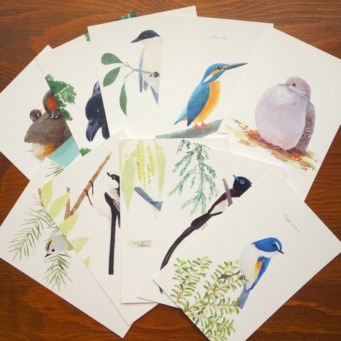 【2枚】選べる野鳥のポストカード