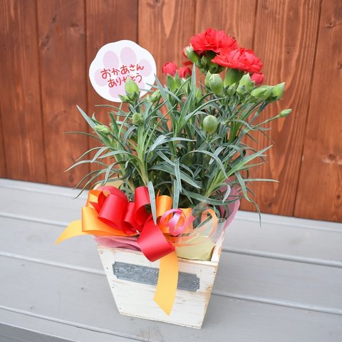 お早目がおすすめ♪【母の日カーネーション鉢物】お花を長く楽しみたいお母さんへ♡　鉢セット　花苗・器・リボン・ラッピングセット