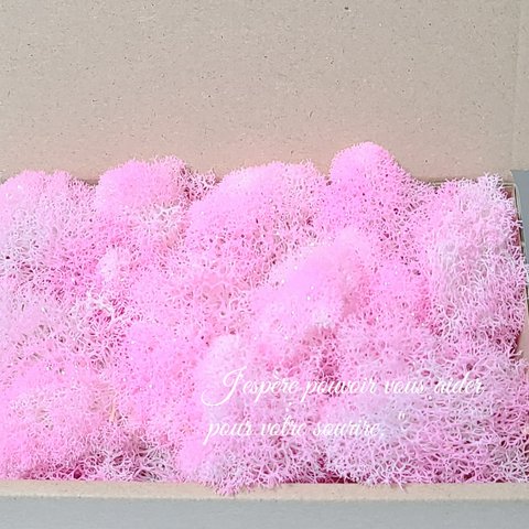 桜　モス　プリザーブドフラワー　ハーバリウム　加工花材　花材