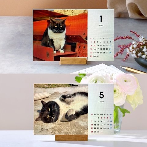 早期予約特典付き12月7日まで 「タキちゃんカレンダー」　2023年卓上カレンダー 木製スタンド付き  大人気のボス猫　ドラ猫　猫カレンダー　