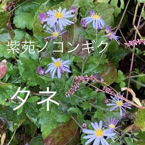 【紫苑シオン】タネ　無農薬宿根草山野草自家栽培