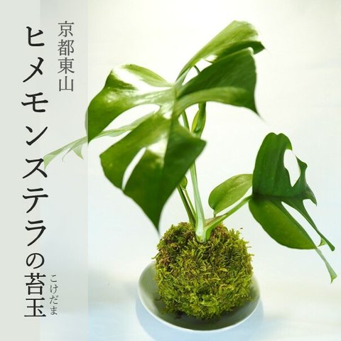 『ヒメモンステラの苔玉』風水パワー★苔玉★プレゼント★インテリア★観葉植物★送料無料