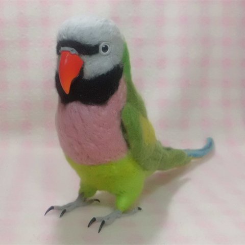 ライフサイズ♪ ダルマインコ 　Red- breasted Parakeet 　羊毛フェルト　受注作成　 羊毛インコ  鳥のオブジェ 　オーダー可能　工房小鳥屋さん