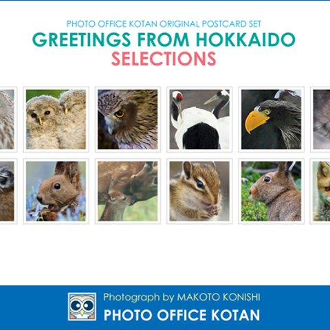 北海道の動物のポストカード12枚セット「GREETINGS FROM HOKKAIDO SELECTIONS」