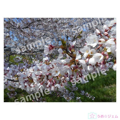桜《sakura-010》　4200×3150（JPGファイル,300dpi）